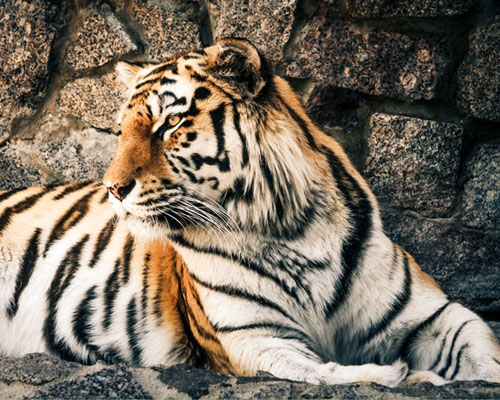 2019_Tiger-Tours Big cat tourism with Vesna Tours