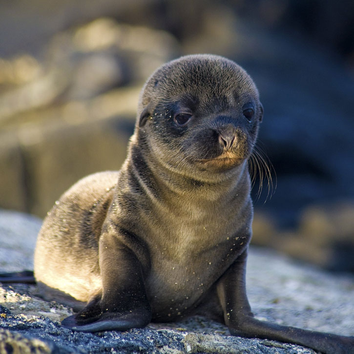 Galapagos Islands