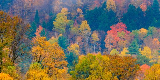 Field of trees during fall foliage, Stowe Vermont, USA