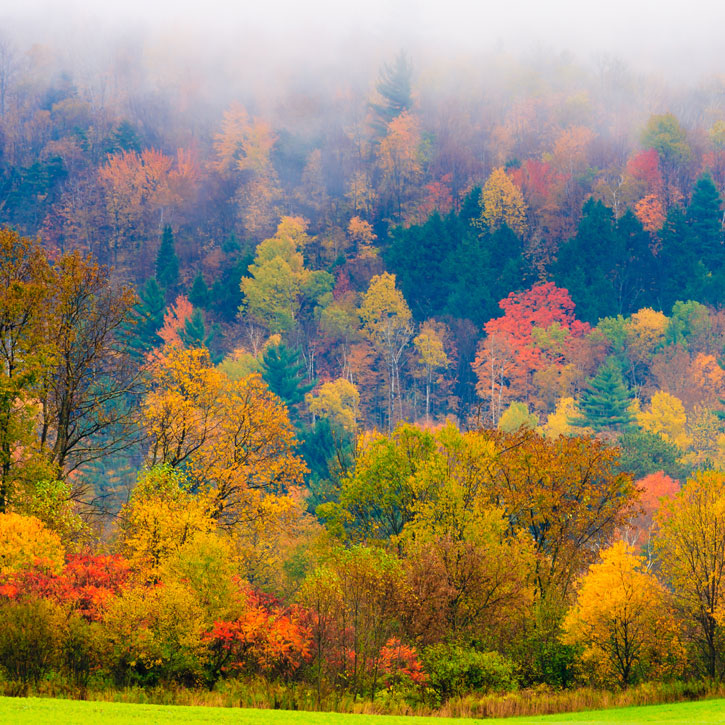 Field of trees during fall foliage, Stowe Vermont, USA